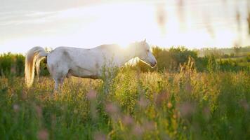 A beautiful white horse feeding in a green pasture. The white horse eats grass in the meadow. photo