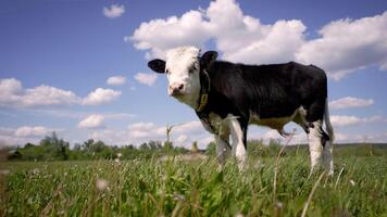 A small cow grazes in a meadow on a summer day. Little calf in the pasture. A small black and white bull grazes in a summer meadow. photo