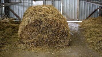 Hay in the barn for winter feeding. Hay is stored on a farm for agriculture, livestock feed, ranch or farm use. Straw for animals to eat in winter. photo