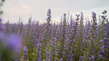 Cyanosis blue. Blue cyaunosis plant. Fields with cyanose. photo