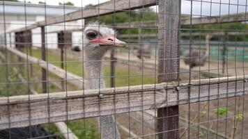 Ostrich in an enclosure with an open beak. Several ostrich birds are walking in an open enclosure. Ostriches in a pen, autumn. photo