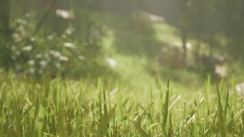 Green bamboo forest in the morning sunlight video