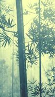 Dense Bamboo Trees in Foggy Forest, vertical video