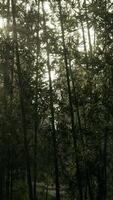 Sol iluminador através árvores dentro floresta, vertical video