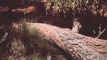 alberi e pietre nel australiano deserto video