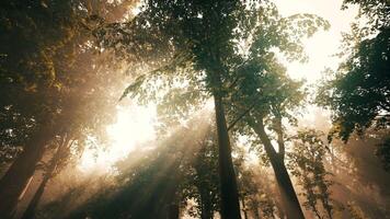 Strahlen von Sonnenlicht im ein neblig Wald im Herbst erstellen ein magisch Stimmung video