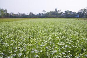 floreciente blanco nigella sativa flores en el campo con azul cielo. natural paisaje ver foto