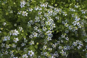 Blooming White Nigella sativa flowers in the field. Top view Texture background photo