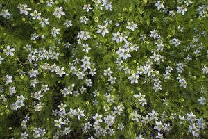 Blooming White Nigella sativa flowers in the field. Top view Texture background photo