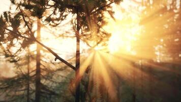 Sunset or dawn in a pine forest in spring or early summer video