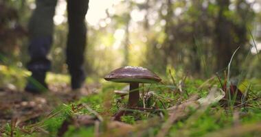 a close up of a mushroom with a background of a man walking through the woods video