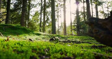 a forest with green grass and trees video