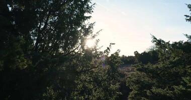 das Sonne scheint durch das Bäume im das Entfernung video