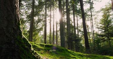 en skog med grön gräs och träd video