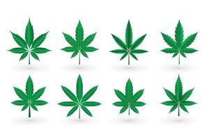 conjunto de hojas de hierba de marihuana cannabis vector