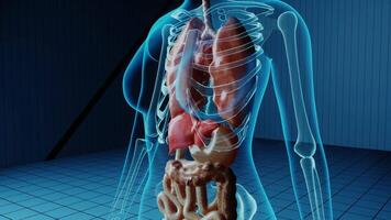 beschädigt gescheitert klein Darm im Mensch Körper. 3d machen Animation von Versagen Krankheit Krebs Verletzung intern Organe Bauch Anatomie Leber Organ. Verdauung Probleme video