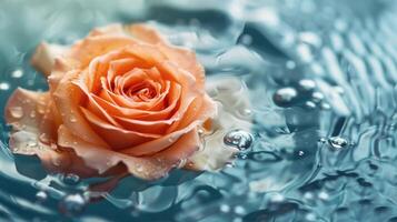 AI generated Rose floating in water, spa background with space for text photo