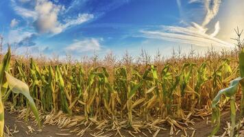 AI generated panoramic shot raw sweet corn photo