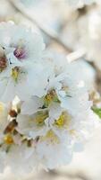 almendra árbol blanco flores en temprano primavera temporada video