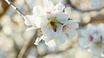 abelha leva pólen a partir de uma branco amêndoa flores dentro Primavera video