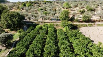 Bergamot Trees cultivation in Calabria field, aerial view video