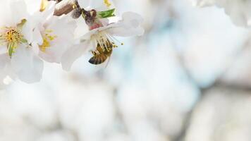 Almond Tree White Flowers In Early Spring Season video