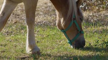 brun häst äter gräs i de äng i kalabrien natur video