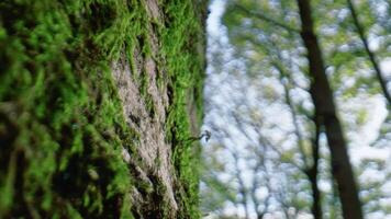 groen mos Aan de boom van nationaal park Woud video