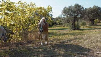 marrón caballo caminando alrededor y alimentación debajo un árbol en valle de aosta video