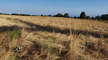 Schatten von ein Wind Leistung Pflanze auf Weizen Feld video