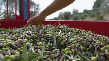 Hand touches freshly picked olives in the countryside video