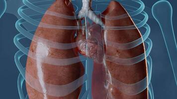 corazón bombeo sangre en hembra cuerpo siguiente a pulmones. 3d hacer animación con enfocar en efecto video