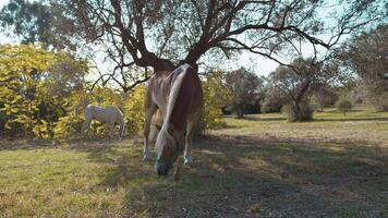 família do cavalos mastigar pasto e em repouso perto árvores e arbustos video