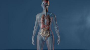 Lungs function and presentation in a female body. 3D render animation with zoom in effect video