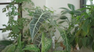 mängd av grön inomhus- växter för interiör dekoration video