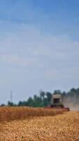 Vast yellow field of ripe wheat under the blue sky. Big harvester working in the distance in blur. Spikelets moving in the wind in half-cut field of wheat. Vertical video