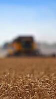 Ripe barley spikes field on summer day. Blurred image of a harvester working in the clouds of dust and straw. Harvesting season in the farmland. Vertical video