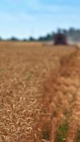 Sunny agricultural farmland of ripe wheat. Ears of corn swaying in the light wind. Wheat mower working in the field and rising the clouds of dust in blur. Vertical video