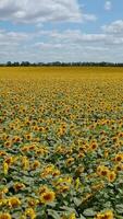 lento voar sobre a amarelo campo do girassóis. ensolarado campo debaixo a azul nublado céu em verão dia. verde árvores às a pano de fundo. vertical vídeo video