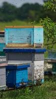 Bee swarm flying around the beehives in the apiary. Working bees bringing honey to their hives. Apiarist walking at the backdrop. Vertical video