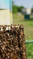 Busy working bees crawling over the frame. Honey cells filled with honey but not sealed yet. Bee hives in blur at the background. Close up. Vertical video