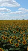 zonnebloem veld- Aan een zonnig dag. mooi blauw lucht met wit wolken over- de bloeiende veld. dar vliegend laag over- de landbouwgrond. verticaal video