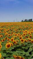 Lots of sunflowers swaying in the wind on summer day. Beautiful yellow and green field under the blue sky. Green trees and electric power supports at the backdrop. Vertical video