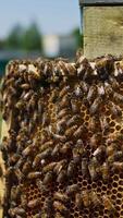 Bee brood covering the half of the honeycomb frame. Honeycomb full of honey with half-sealed cells. Blurred background. Vertical video