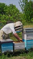 Beekeeper examining his bee farm hives. He takes out the frames out of hive and looks at it in the sun. Numerous bees flying around. Nature background. Vertical video