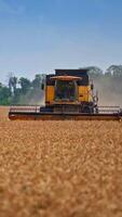 Combine slowly riding through rural field cutting yellow stalks of wheat. Harvester coming closer, leaving the dusty clouds behind. Trees, bushes and blue sky at the backdrop. Vertical video