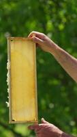 Bee farmer is holding half-filled honey comb in frame at the light. Man smiling satisfactory when checking honey harvest. Nature background. Vertical video