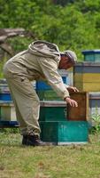 Apiarist examines the honeycomb frames in his apiary. Male beekeeper shakes off the insects from the frame. Green trees at the background. Vertical video