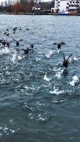 gregge di selvaggio anatre in esecuzione velocemente di il fiume superficie. selvaggio uccelli in movimento in direzione il lungomare. urbano la zona a il sfondo. verticale video