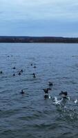 Flock of black ducks on the river surface. Some of the birds rising into the air and flying few meters. Grey sky and river background. Vertical video